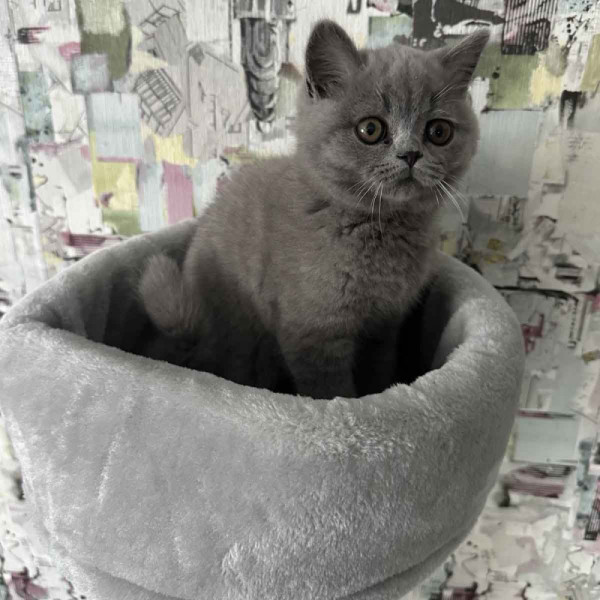 Голямо луксозно котешко дърво - замък, катерушка за приключения, спане и заточване на ноктите CAT HOUSE-60046